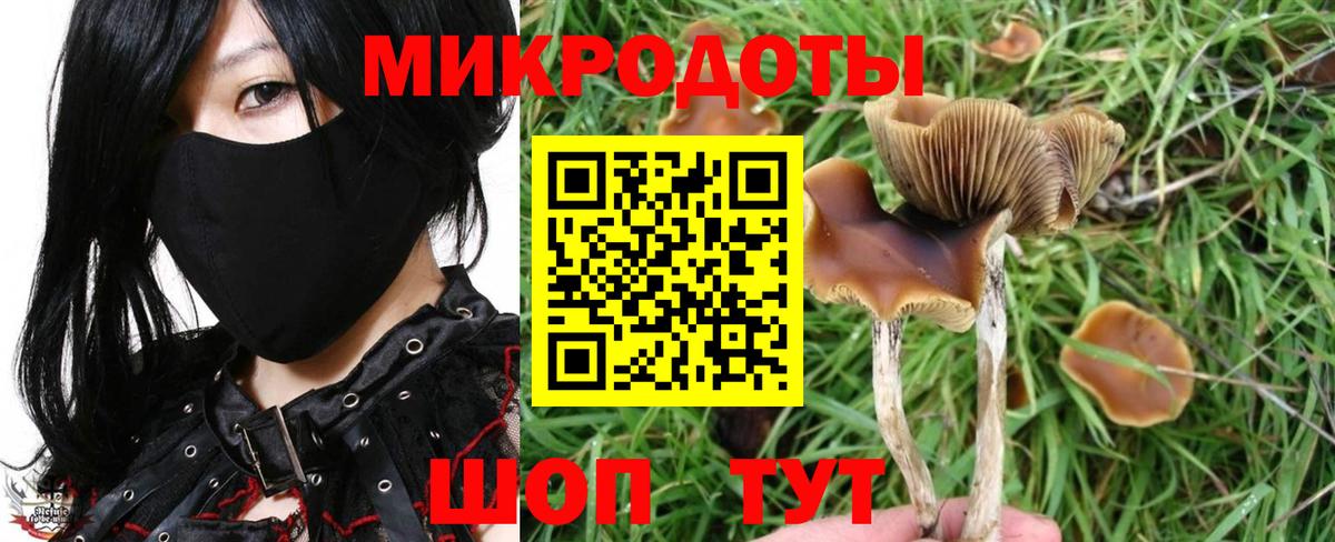 Галлюциногенные грибы Psilocybe  Лесной 